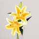 39cm Orange Stargazer Lily Pick