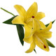 39cm Yellow Stargazer Lily Pick