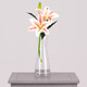 39cm Cream & Pink Stargazer Lily Pick