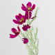 A Magenta Cosmos Daisy Spray, measuring approx. 60cm!