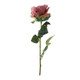 A vintage dusky pink garden rose
