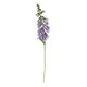 A lilac Foxglove