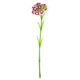 A Pink Sweet William Flower, measuring approx. 43cm!