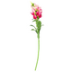 A Pink Snapdragon Flower, measuring approx. 59cm!