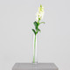 A White Snapdragon Flower, measuring approx. 59cm!