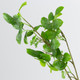 A Green Myrtle Leaf Spray