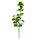 A Green Peppermint Leaf Spray