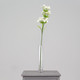 A 74cm Cream Fairybell Allium spray.