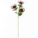A 65cm Red Protea spray.