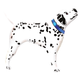 A 35 inch Dalmatian Blue Collar Foil Balloon, manufactured by Flexmetal!