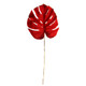 A Red Velvet Monstera Stem, measuring approx. 80cm!