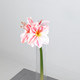 A 40cm pink and white amaryllis stem