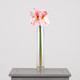 A 40cm pink and white amaryllis stem