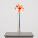 A 40cm red and white amaryllis stem