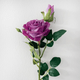 A Luxe Purple Rose & Bud, measuring approx. 55cm