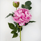 A Giant Pink Peony & Bud, measuring approx. 66cm A Giant Pink Peony & Bud, measuring approx. 66cm