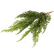 A 48cm parsley fern bush.