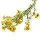 A 66cm Yellow Wax Flower Spray.