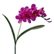 A 56cm Magenta Freesia Stem.