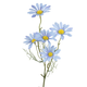 A 52cm Blue Daisy Spray.