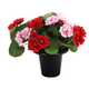 A Pink/Red Geranium Remembrance Grave Pot, measuring approx. 30cm.