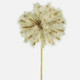 A 50cm Light Brown Dandelion Twig.