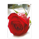 Red Rose Message Cards - 10cm x 7cm (25)