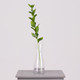 65cm Green Ruscus Stem