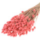 60cm Dried Pink Phalaris Bunch - 185g (1)