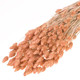 60cm Dried Coral Misty Phalaris Bunch - 185g (1)
