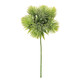 A 31cm Tropic Thistle Stem.