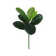 46cm Small Tropical Ficus Plant (1)