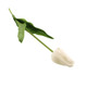 50cm White Tulip Stem (1)