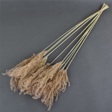 Breaking Reed Fluff 70cm Dried Natural Fluffy Reed Grass Bunch - 10 Stems