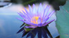 Lotus Bloom Palm Vibrator Thumbnail Image