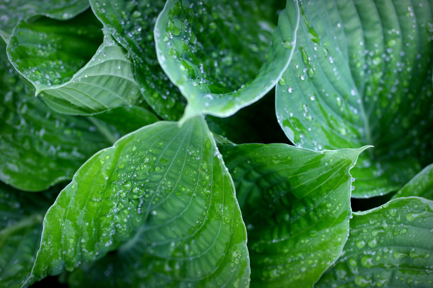 How Does Your Garden Grow? Best water systems for outdoors