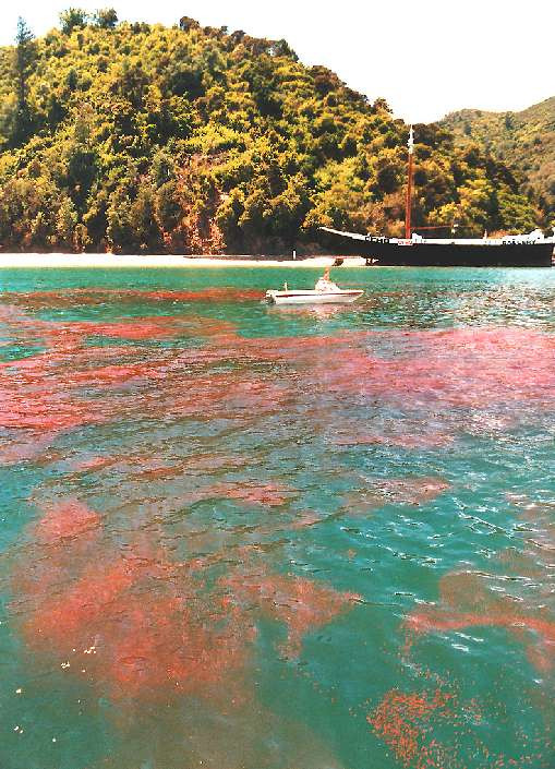 Krill Oil for Brain Health | Krill Oil Health Benefits