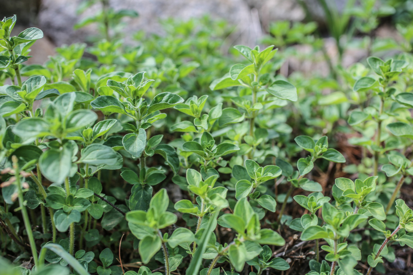 Helpful Hints for Starting a Home Garden