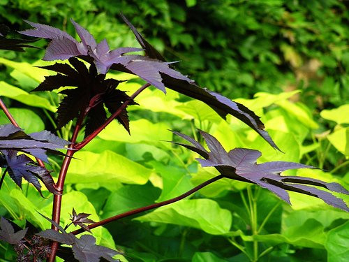 Ancient Detoxifier: Organic Castor Oil by Premier Research Labs