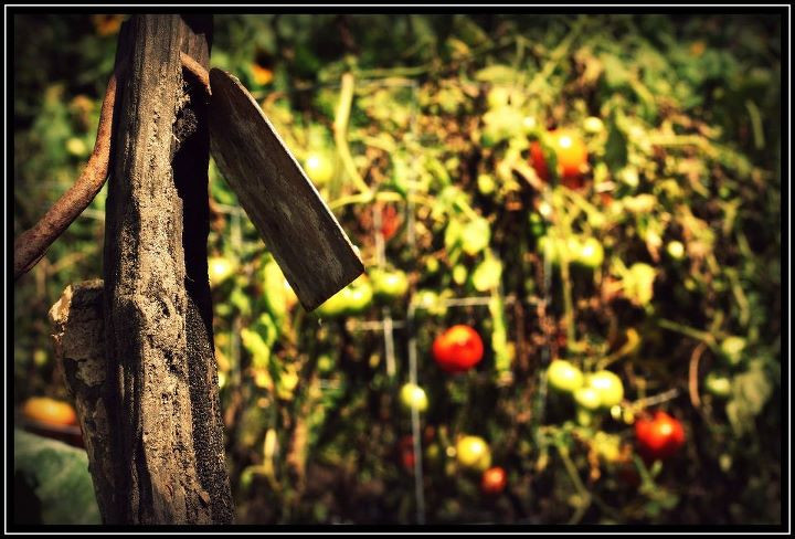 4 Ways to Avoid GMOs and Find the Most Healthy Foods