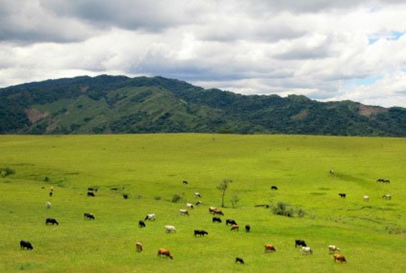 Benefits of Eating Liver - Our Most Nutrient-Dense Food!