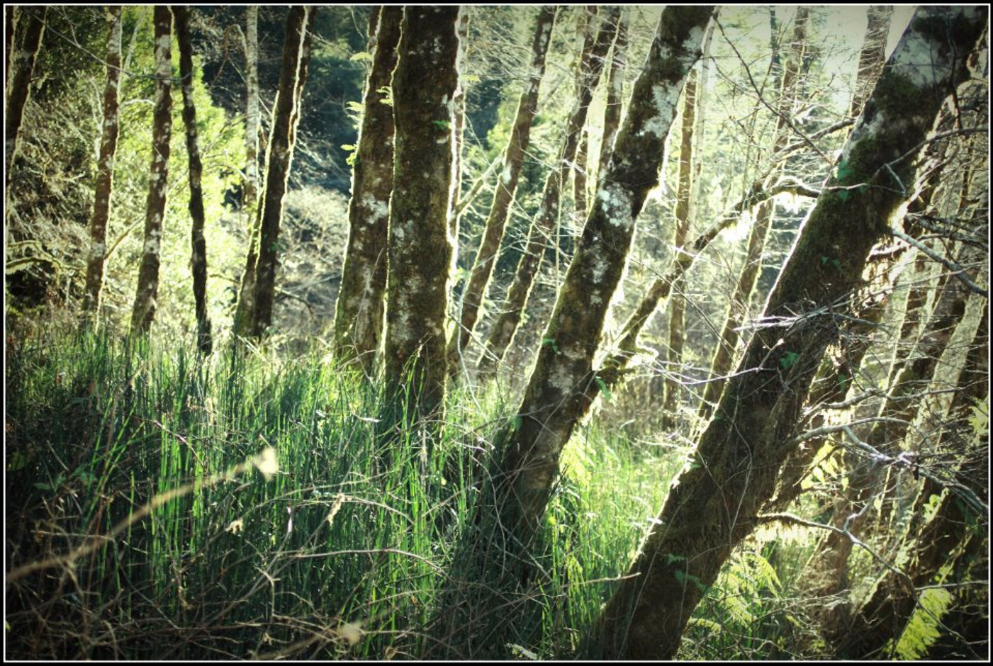 Is the air in your house making you sick? 6 Ways Back to Clean Air