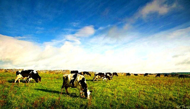 Activator X Revealed: Vitamin K2's Impact in X-Factor Butter Oil