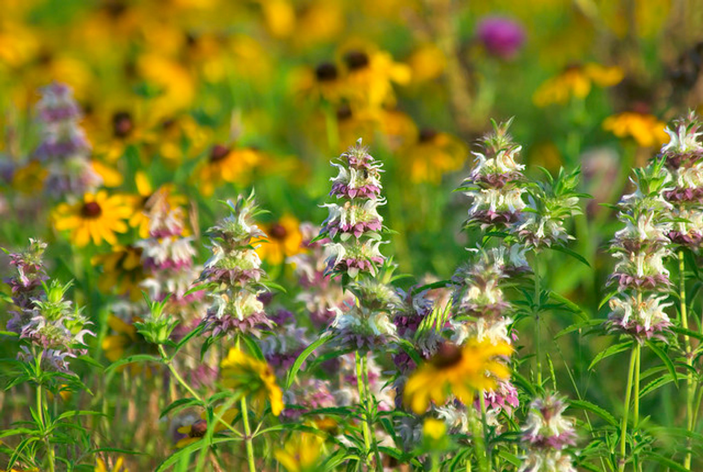 Flower Power Lives On: UltraPollen by Premier Research Labs