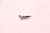 Key for Scarab Magnum & Merlin Hydraulic Motor 1/4" x 1/4" x 1 1/4" (6.35 x 6.35 x 32) Type "A" (57010586)