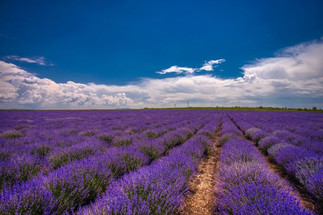 10 Wellness Benefits of Lavender