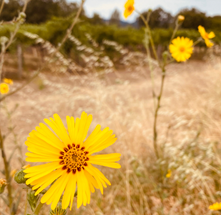 THE ART OF COLOR ENERGY: GOLD