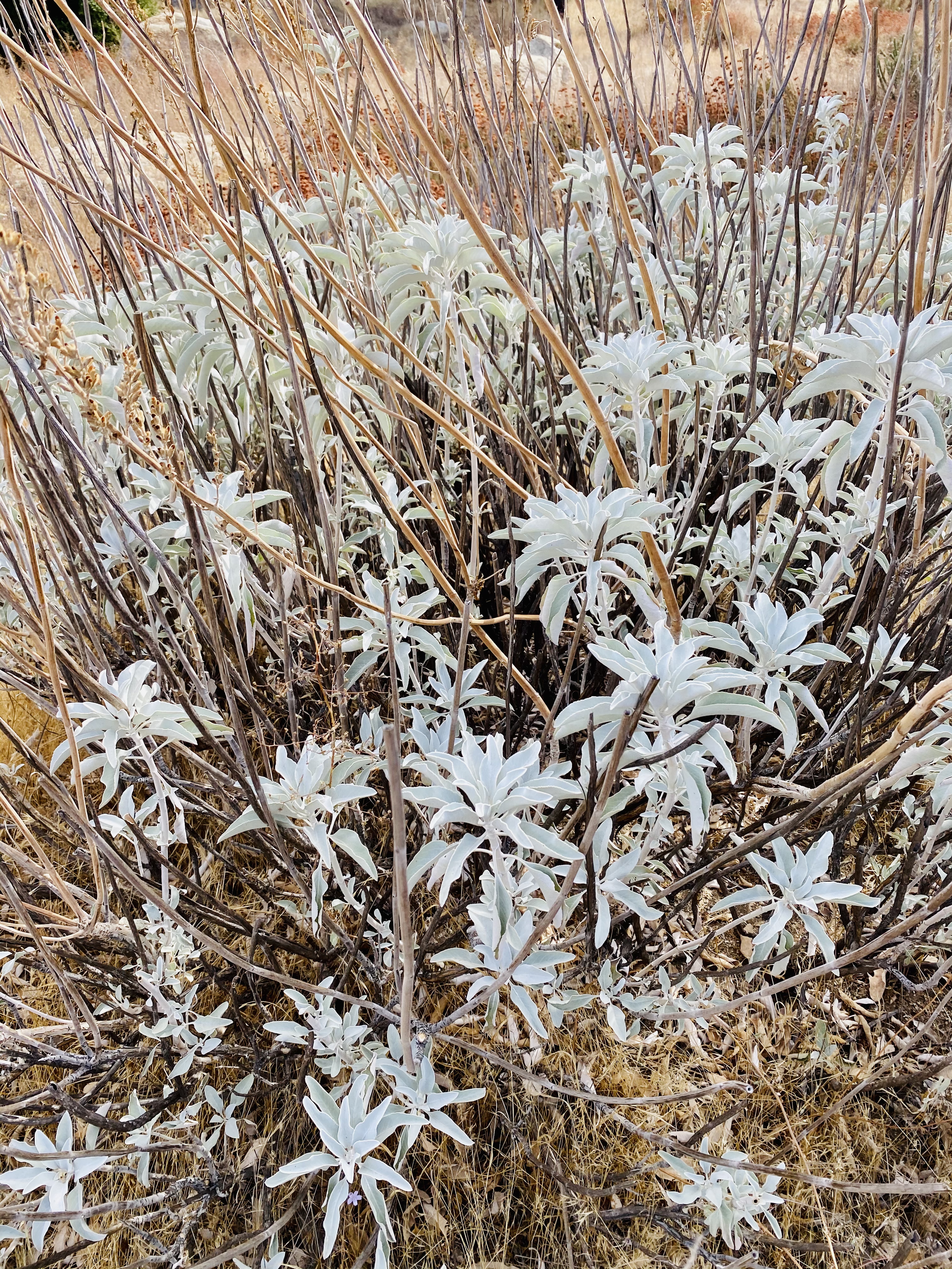  White sage shrub