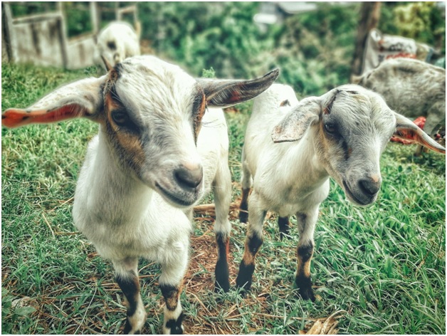 Goat Whey Protein Powder 101: Why Is It “Whey” Better? Goat Whey Protein Powder 101: Why Is It “Whey” Better?
