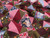 Wholesale Dressmaking Fabric | Folktale Stretch Denim  Multi | Fabric Godmother